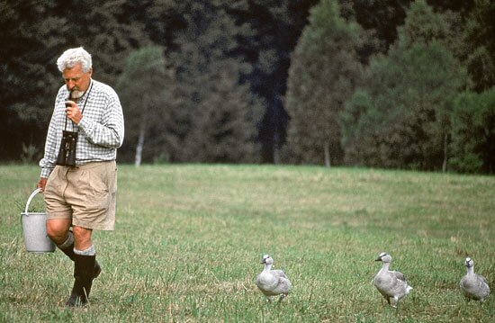 old man and ducks