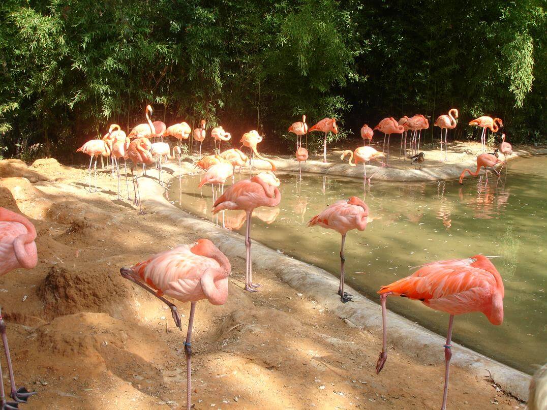 pink flamingos