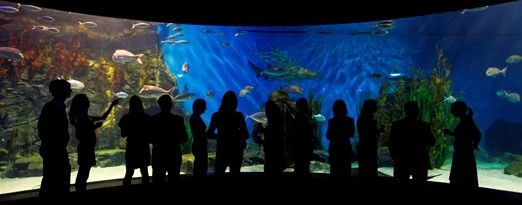 large aquarium