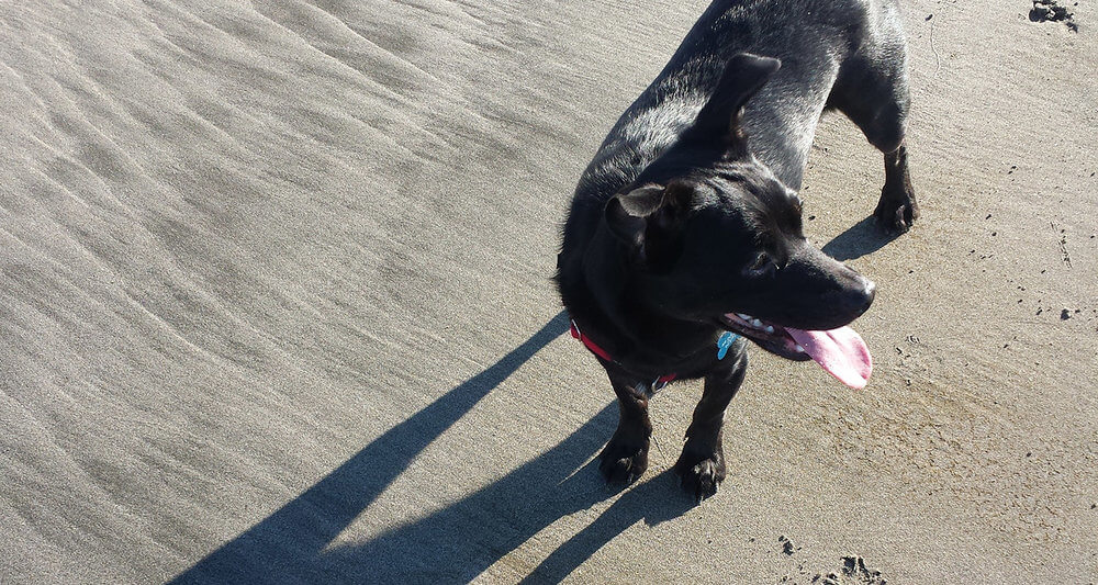 black dog on the sand